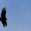 Black Vulture